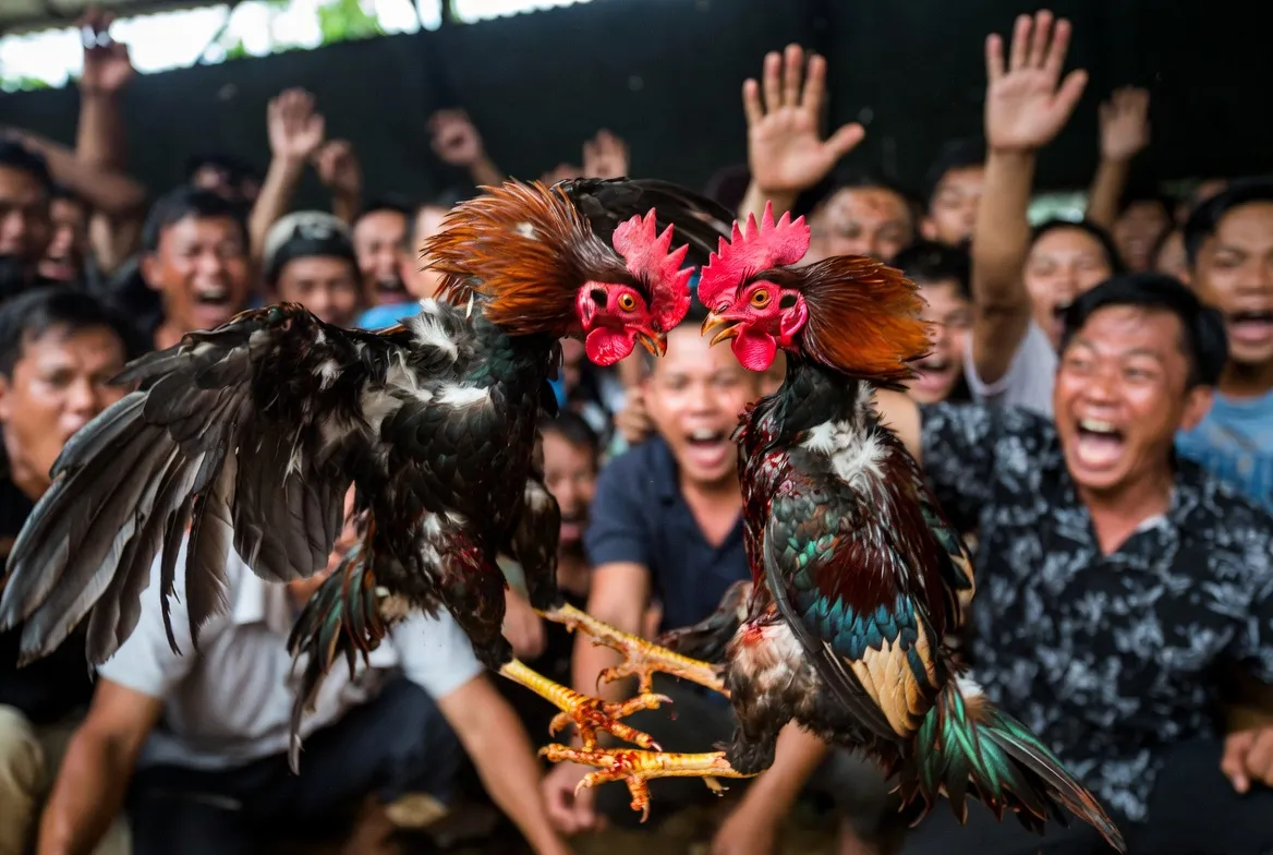 Giới thiệu về đấu trường Thomo