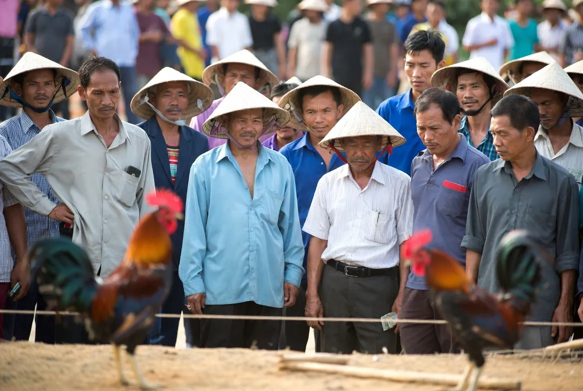 Hướng dẫn xem đá gà C1 trực tiếp