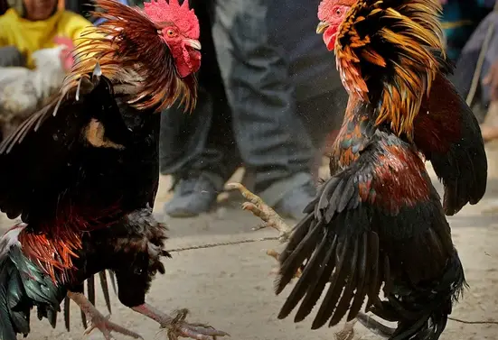 Đấu trường C1 video đá gà